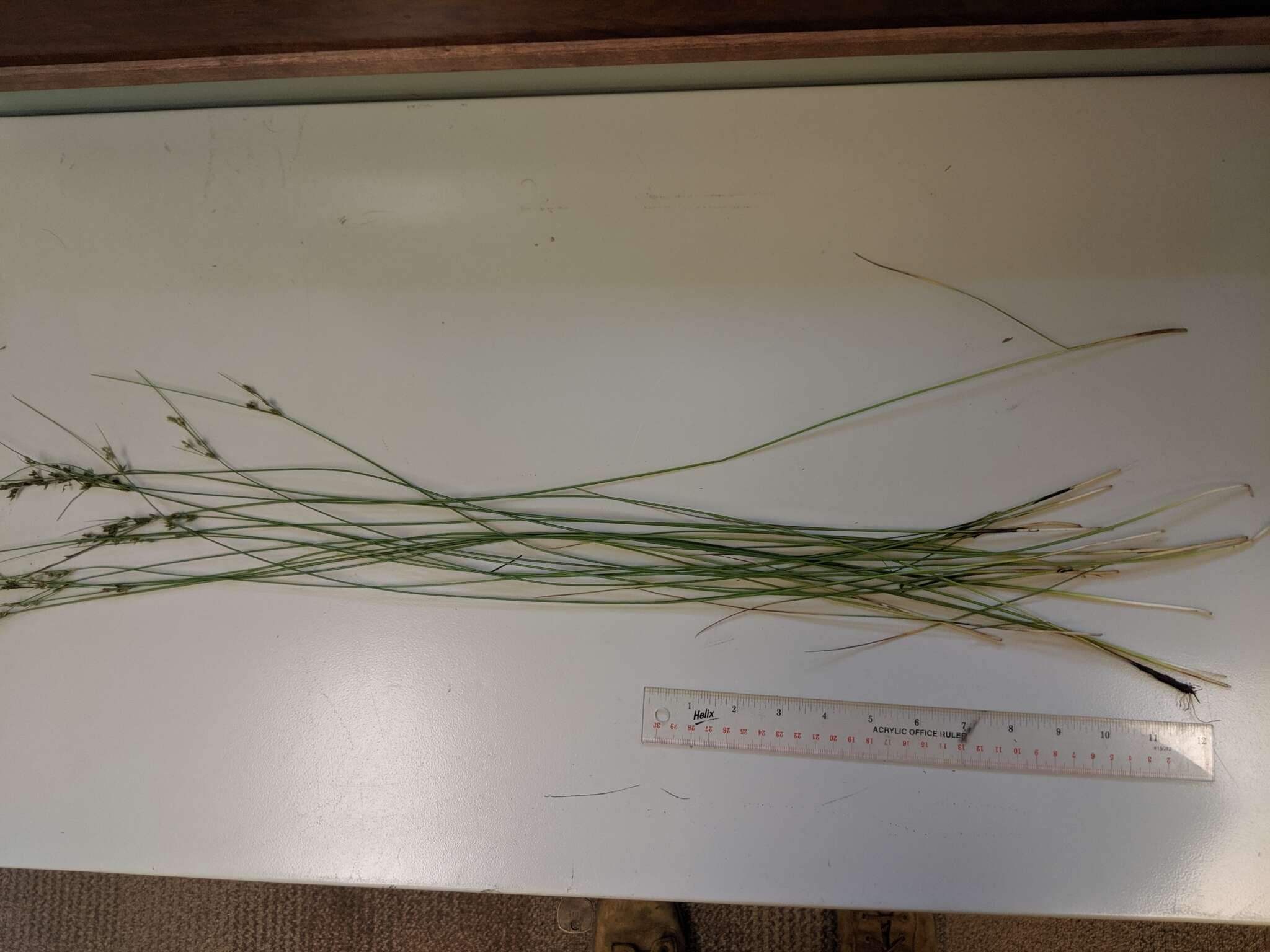 Слика од Juncus dudleyi Wiegand