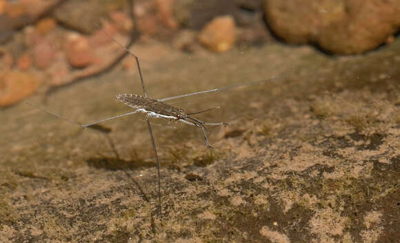 Aquarius ventralis (Fieber 1861) resmi