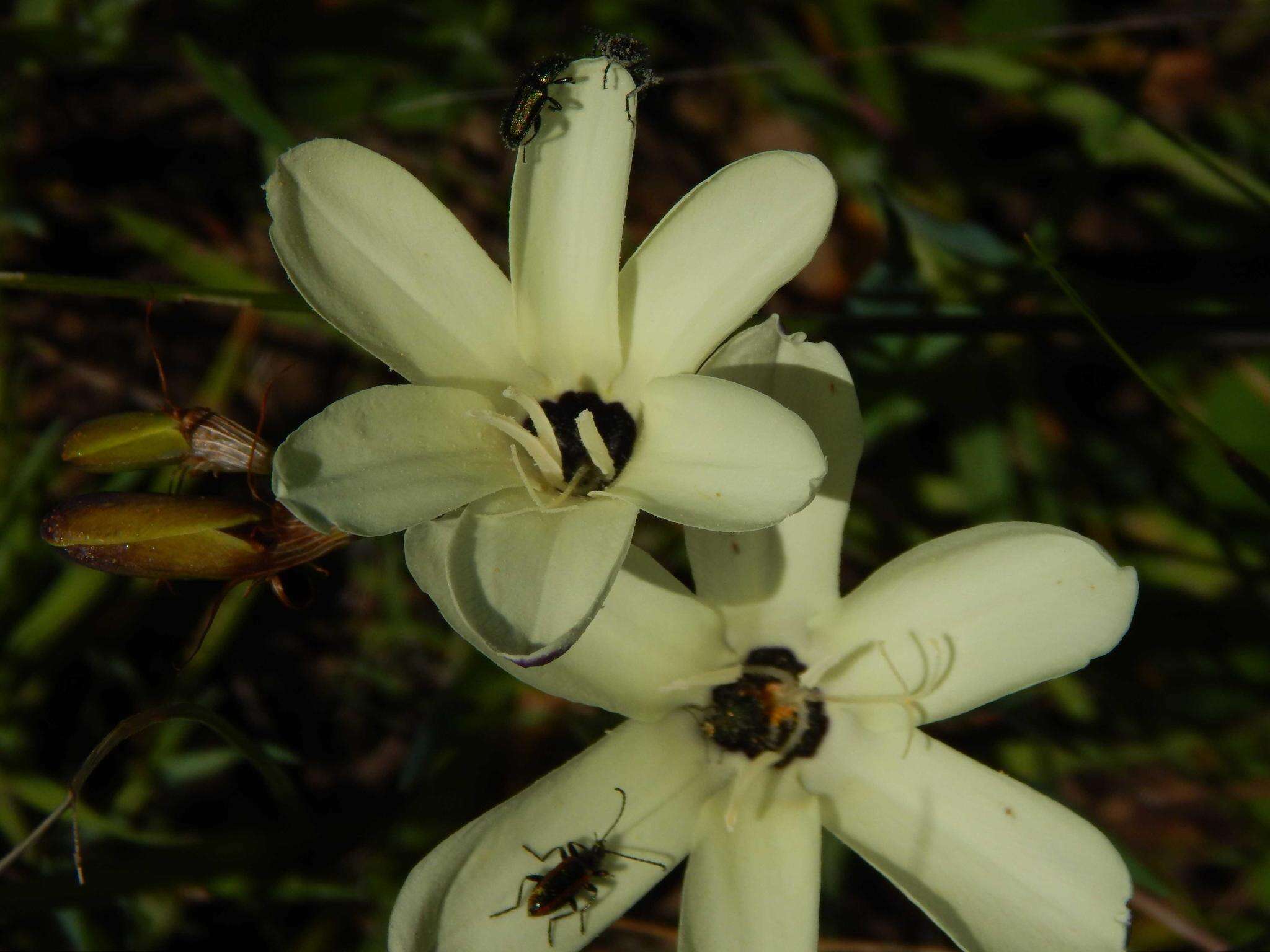 Image of Sparaxis grandiflora subsp. fimbriata (Lam.) Goldblatt