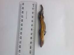 Image of Speckled Skink