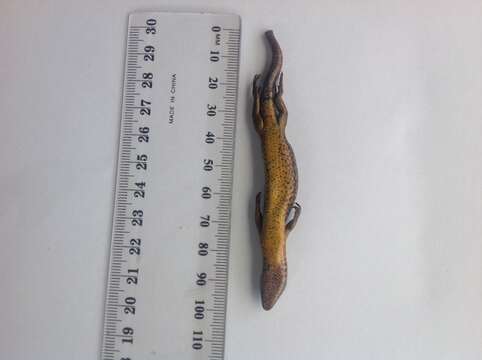 Image of Speckled Skink