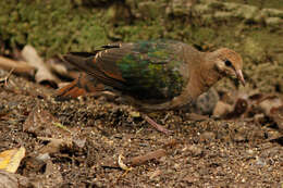 Sivun Chalcophaps longirostris Gould 1848 kuva