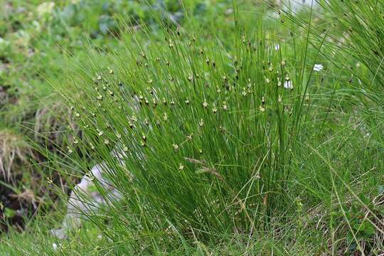 Imagem de Juncus monanthos Jacq.