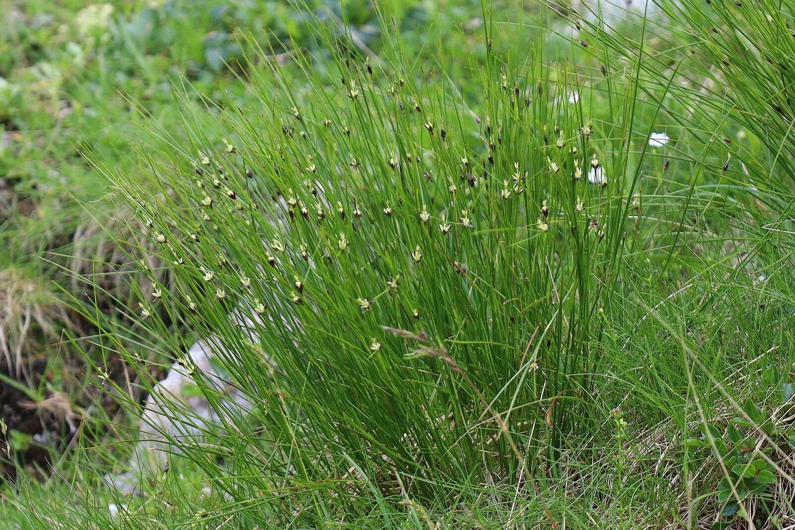 Juncus monanthos Jacq. resmi