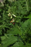 Image of Vicia balansae Boiss.