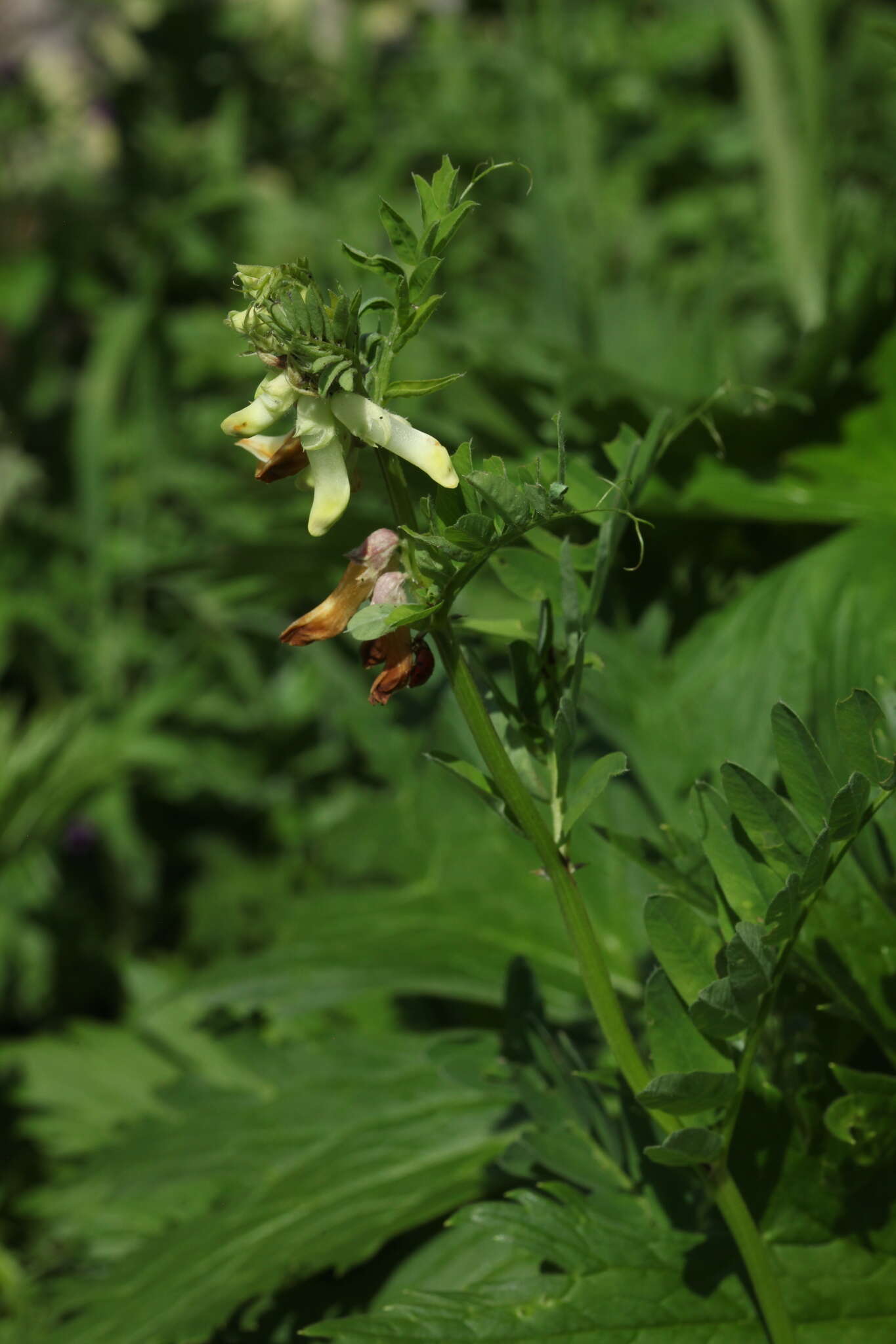 Image of Vicia balansae Boiss.