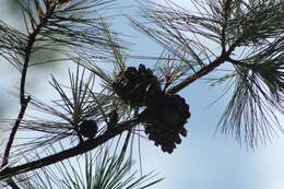 Image of Lawson's Pine