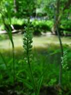 Image of Seneca snakeroot