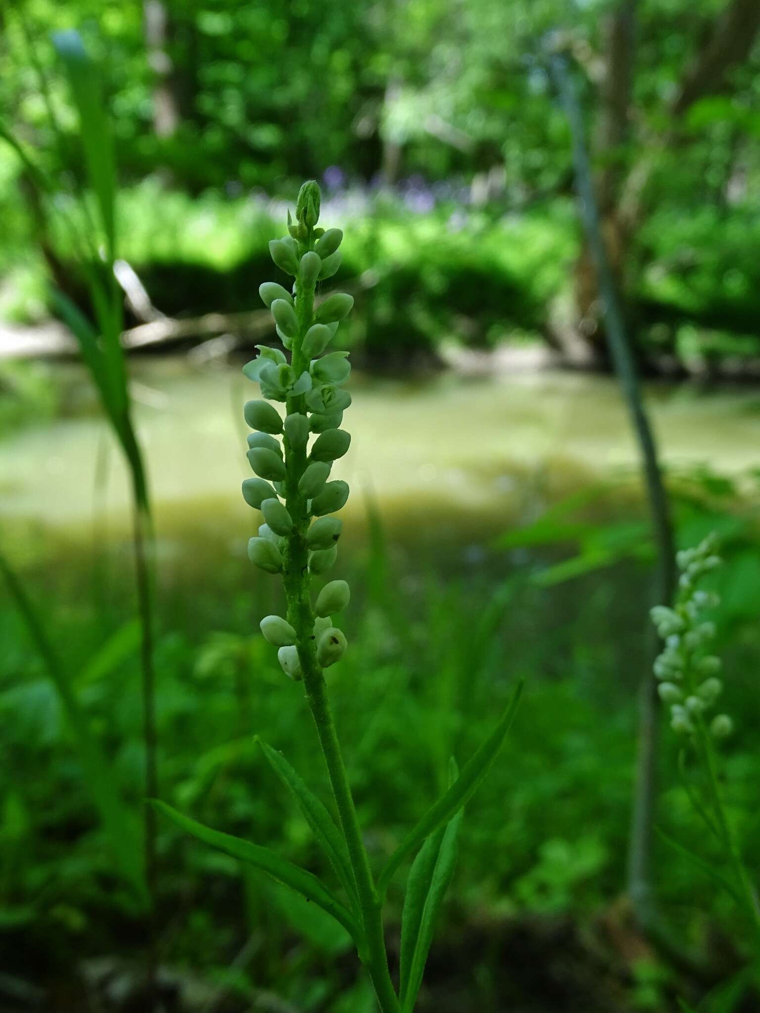 Image of Seneca snakeroot