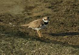 Image de Charadrius dubius curonicus Gmelin & JF 1789