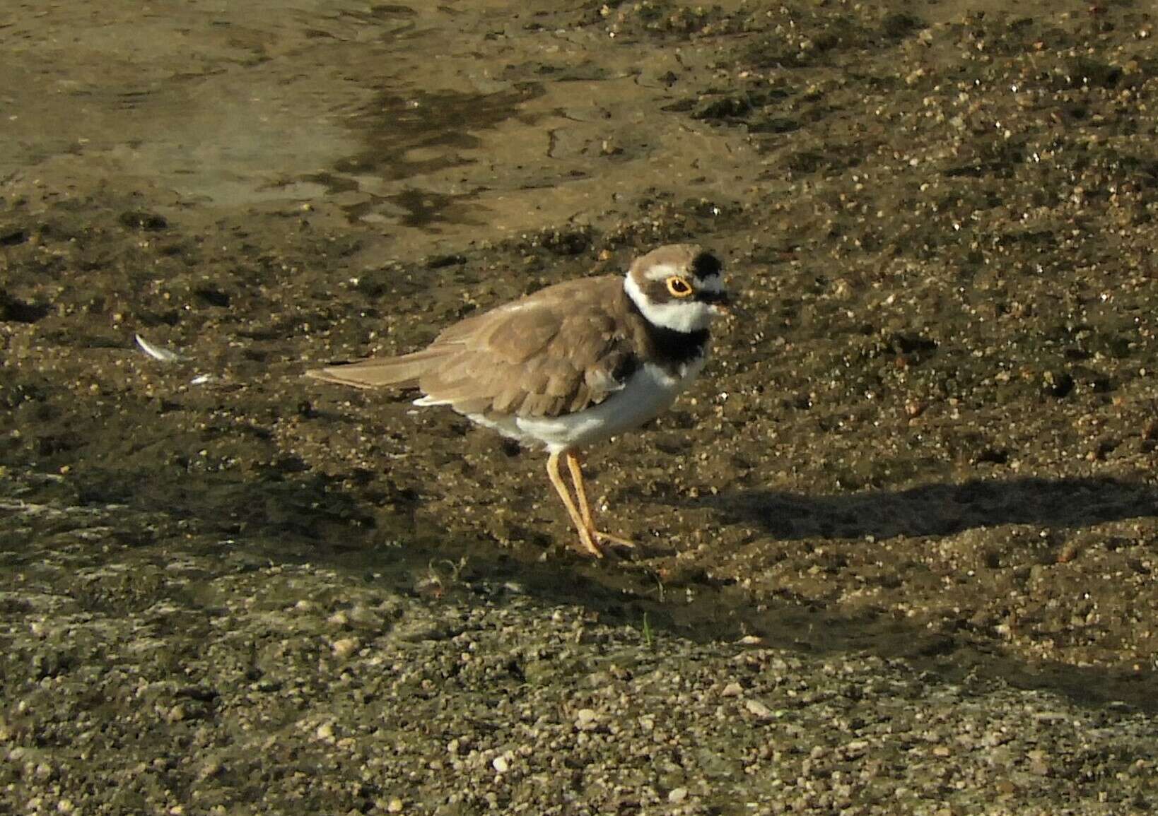 Image de Charadrius dubius curonicus Gmelin & JF 1789