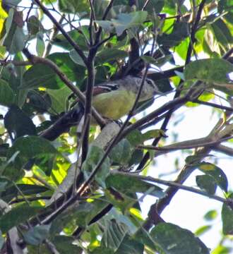 Image of Rufous-winged Antwren