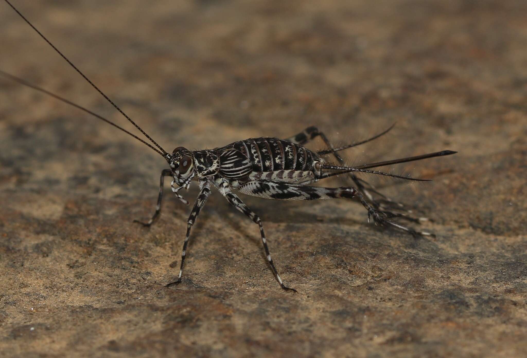 Paranemobius pictus (Saussure 1877) resmi