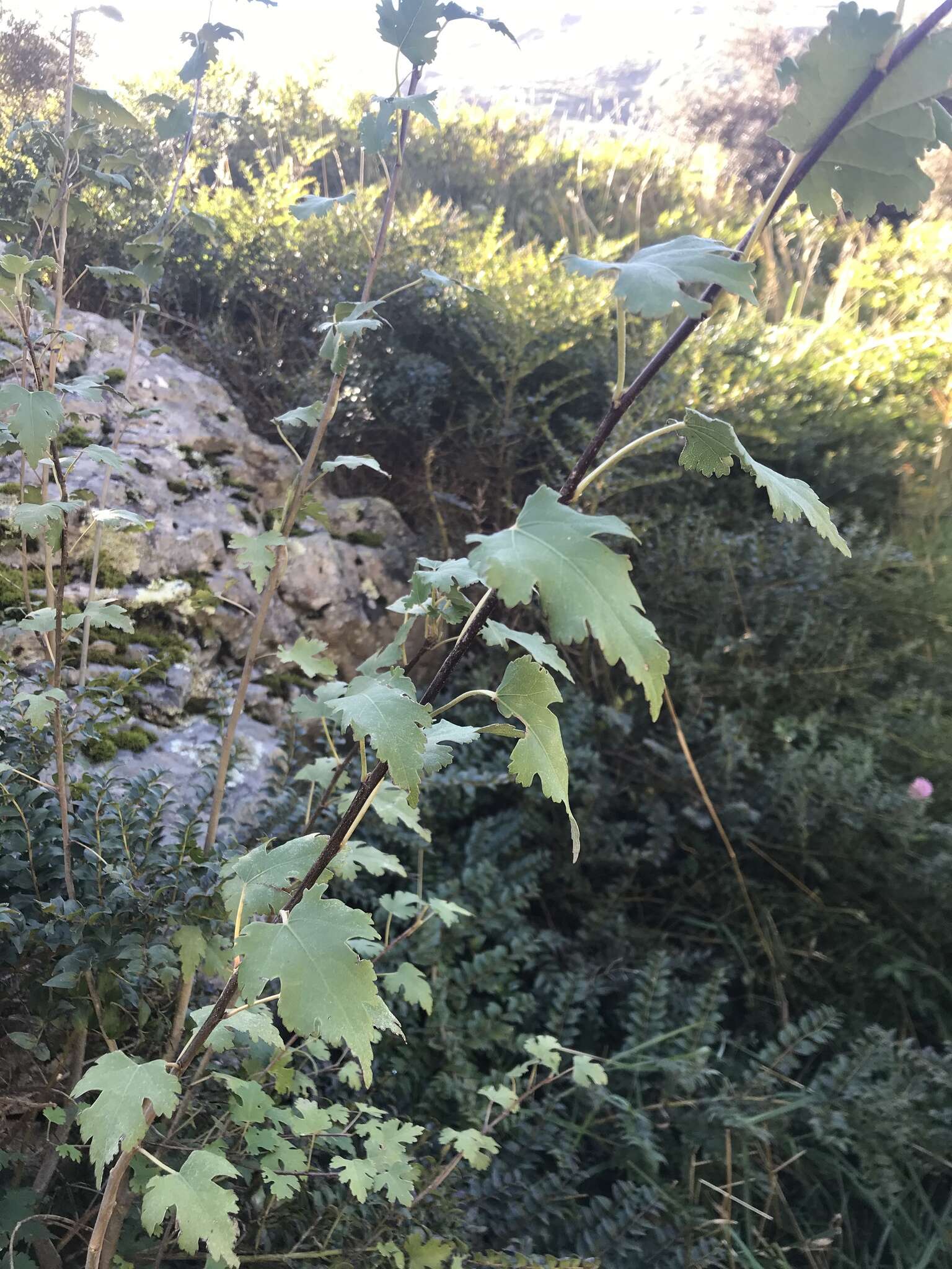 Image of Mountain Ribbon Wood