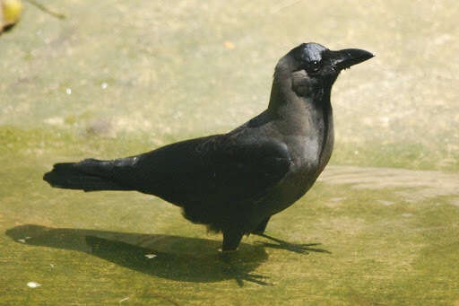 Imagem de Corvus splendens Vieillot 1817