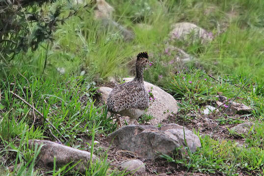 Image of Brushland Tinamou