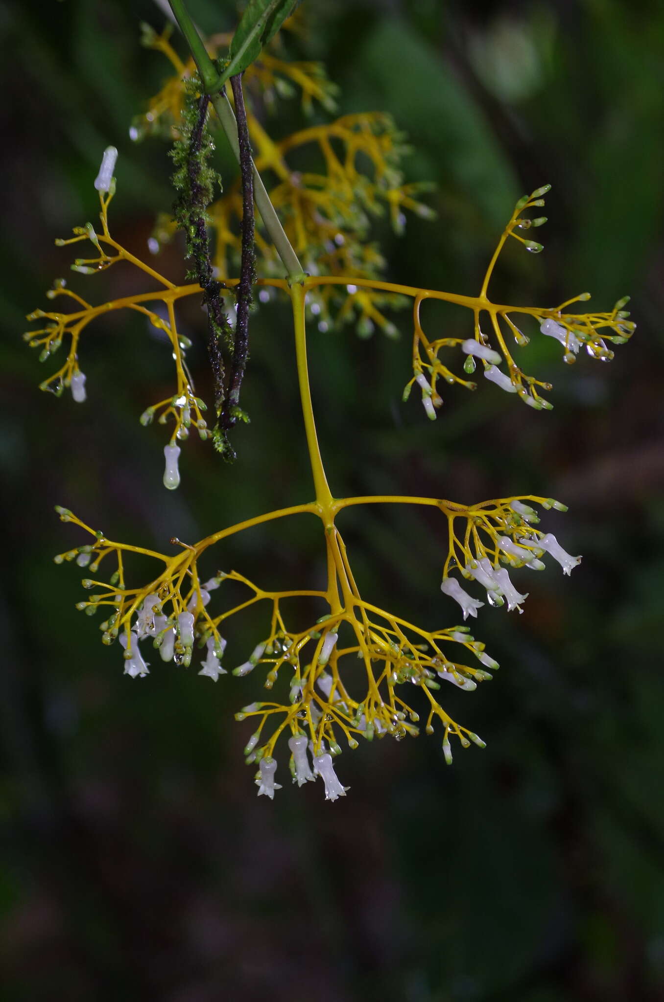 Image of Palicourea weberbaueri K. Krause