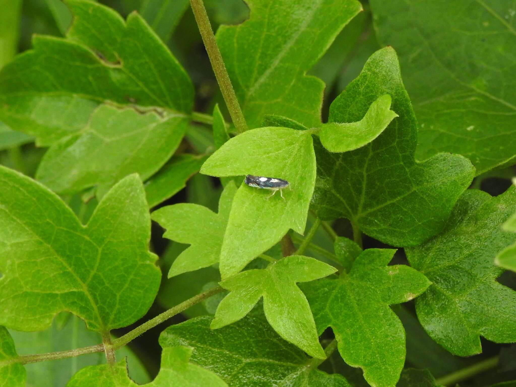 Image of Diedrocephala variegata (Fabricius 1775)