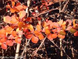 Image of Japanese barberry