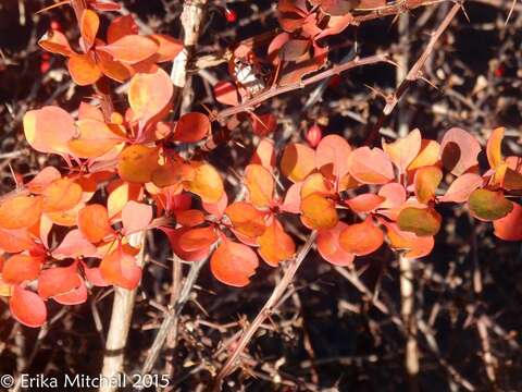 Image of Japanese barberry