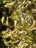 Image of neckeropsis moss