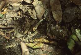 Brookesia brygooi Raxworthy & Nussbaum 1995的圖片