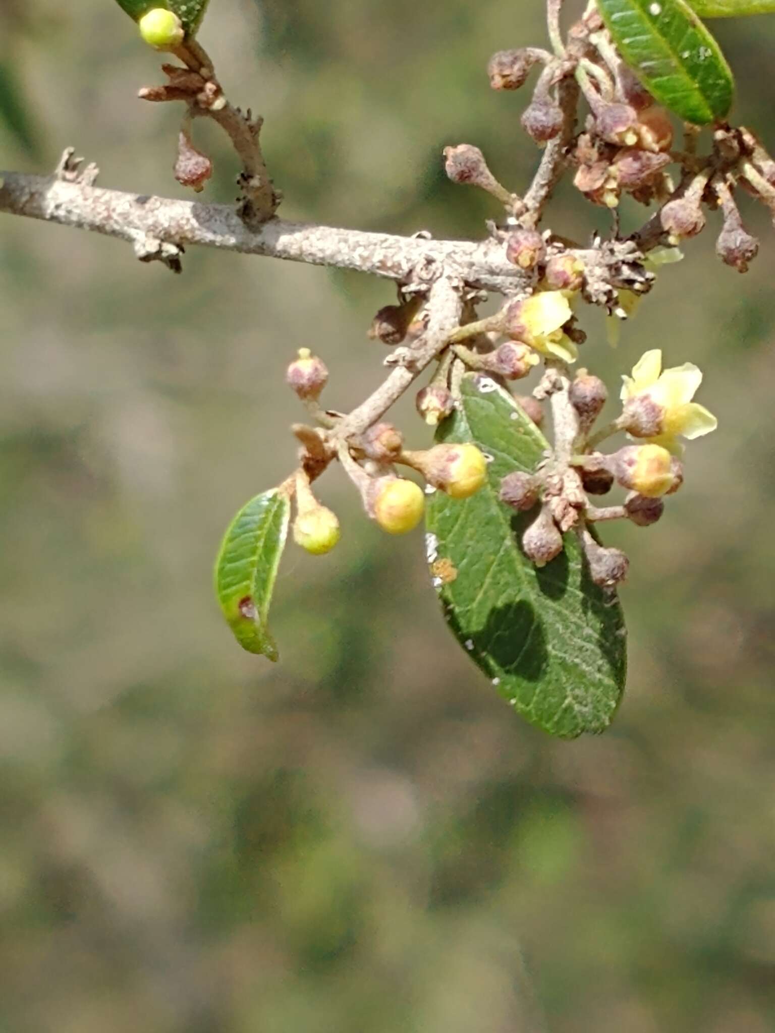 Слика од Chrysophyllum marginatum (Hook. & Arn.) Radlk.