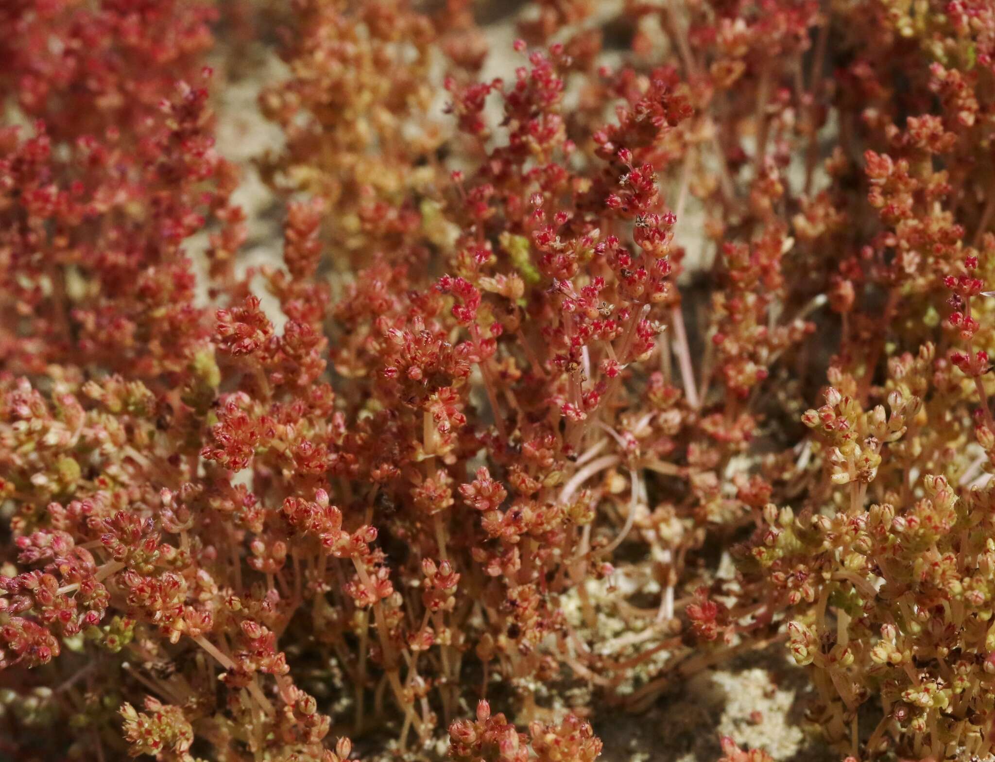 Image of sand pygmyweed