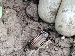 Image of Carabus (Ctenocarabus) melancholicus Fabricius 1798