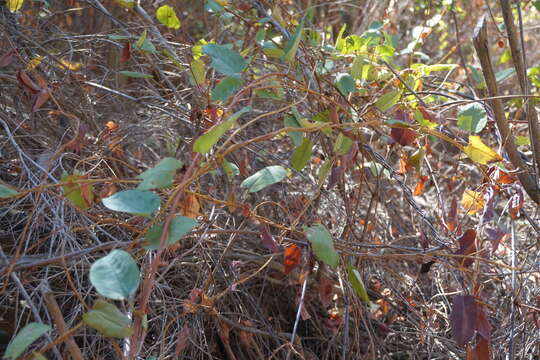 Image of Wirevine