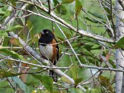 Image of Pipilo erythrophthalmus alleni Coues 1871