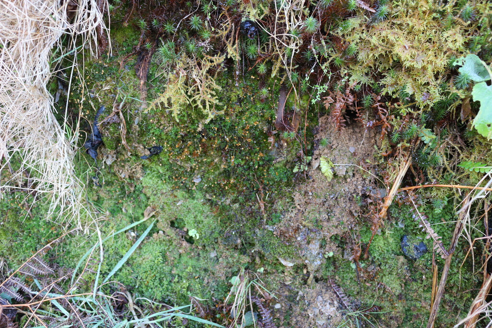 Image of ditrichum moss