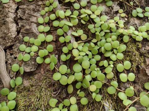 Image of Peperomia cyclophylla Miq.