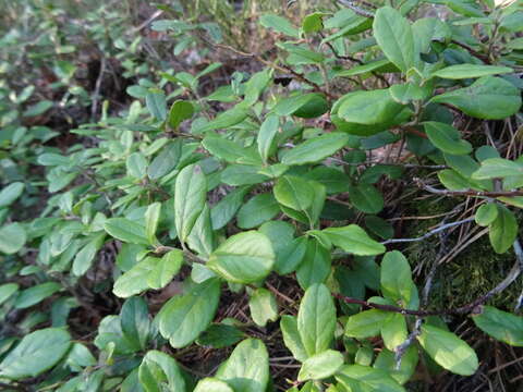 Image of lingonberry