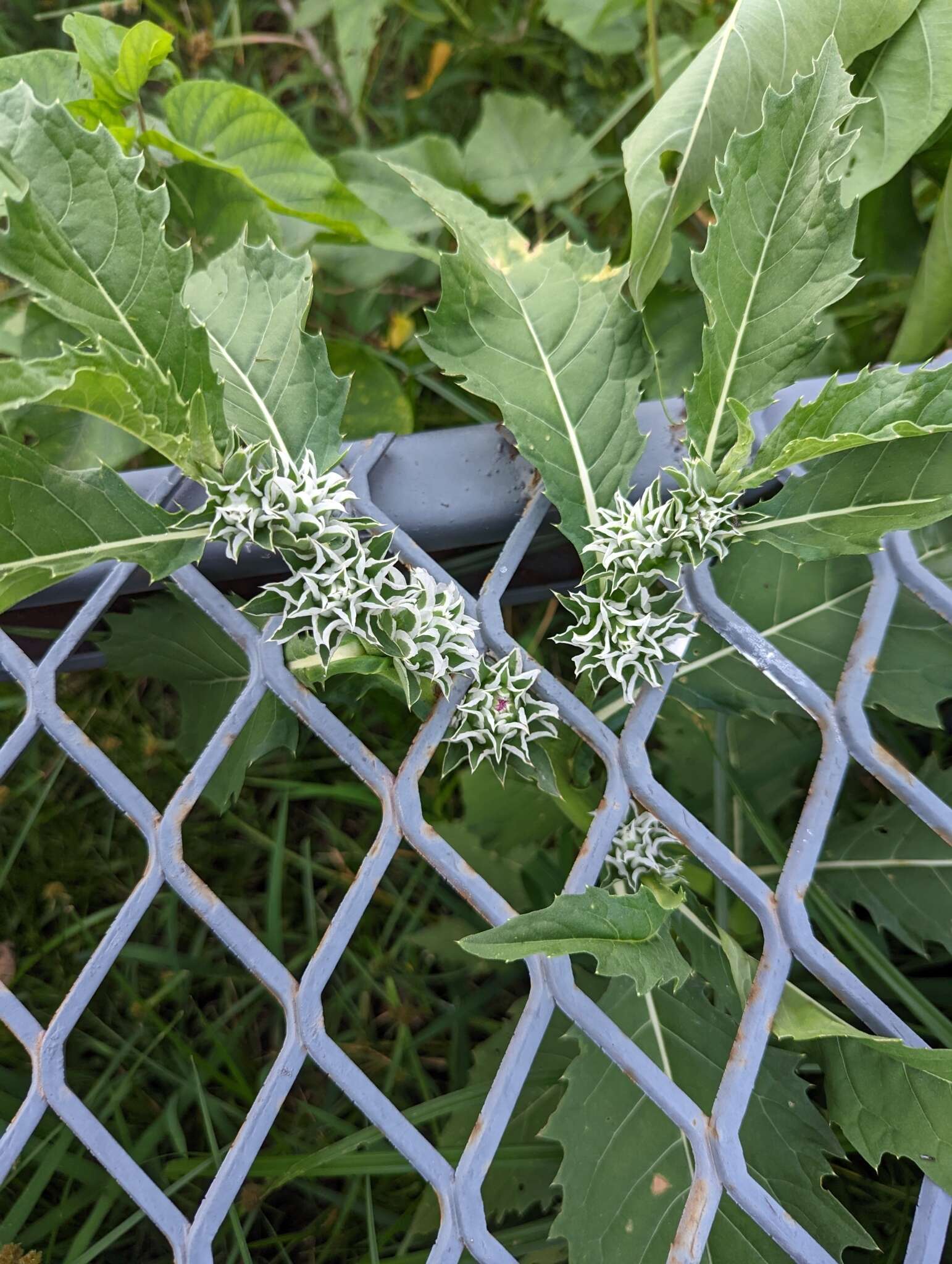 Imagem de Pacourina edulis Aubl.