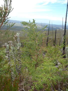 Image of Psoralea keetii H. M. L. Forbes