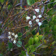 Слика од Cynanchum africanum (L.) Hoffmgg.