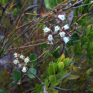 Слика од Cynanchum africanum (L.) Hoffmgg.