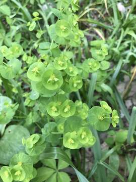 Image of tinted woodland spurge