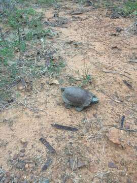 Image of Sierra Box Turtle