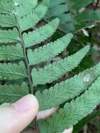 Image of Microlepia bipinnata (Mak.) Shimura