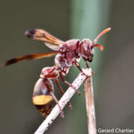 Image of Ropalidia marginata (Lepeletier 1836)