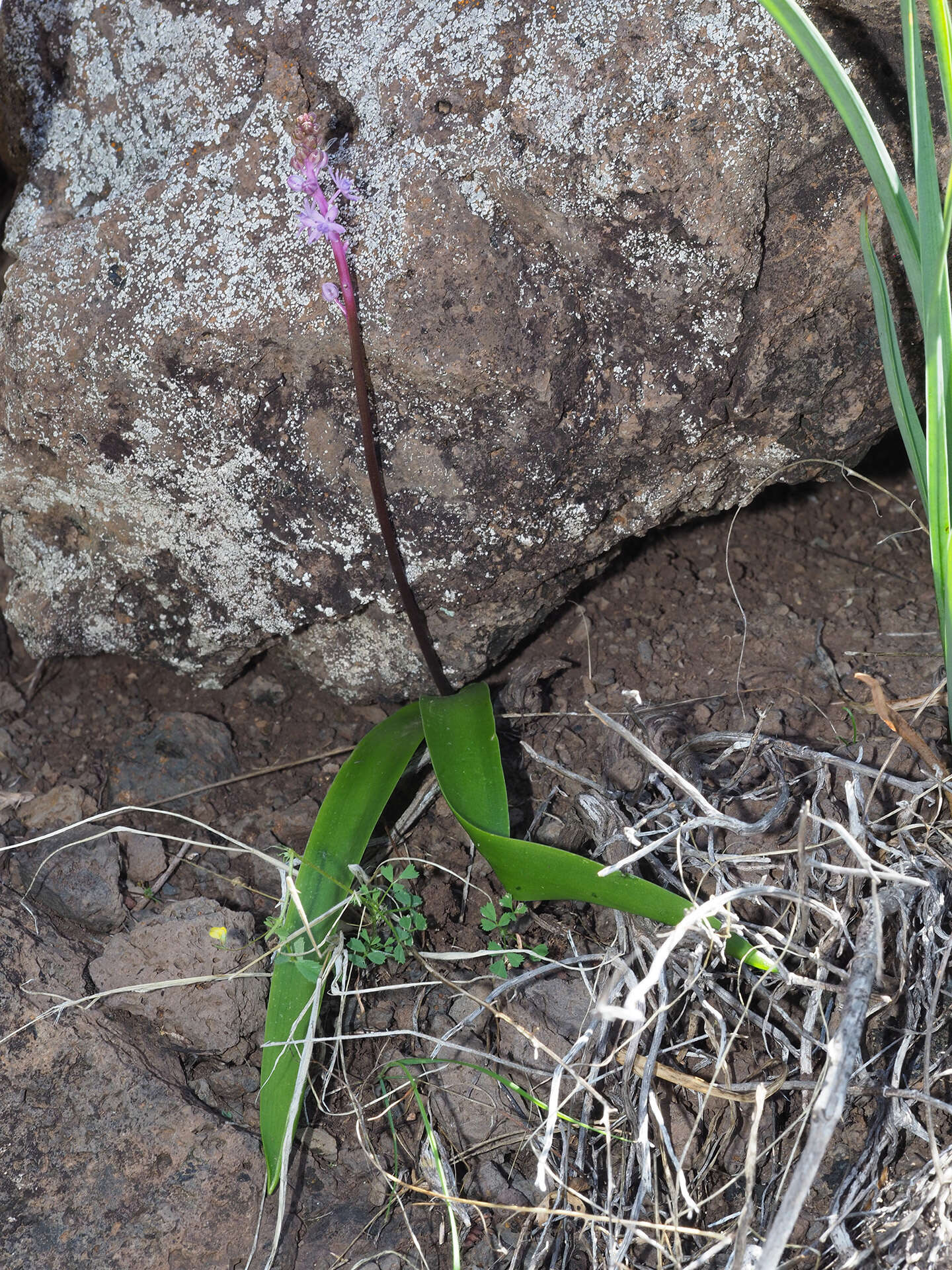 Image de Scilla haemorrhoidalis Webb & Berthel.