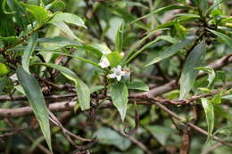 Myoporum betcheanum L. S. Smith resmi