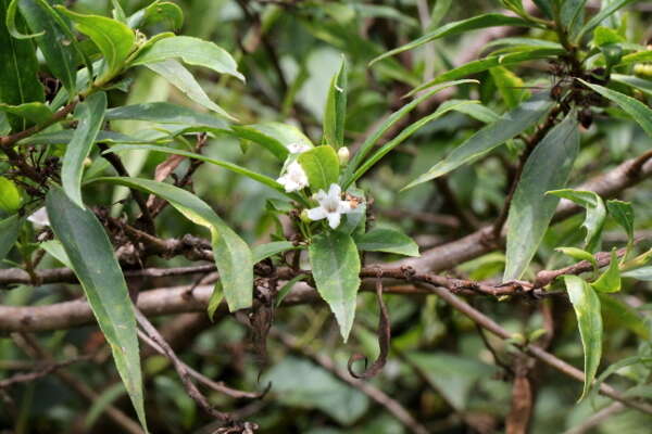 Myoporum betcheanum L. S. Smith resmi