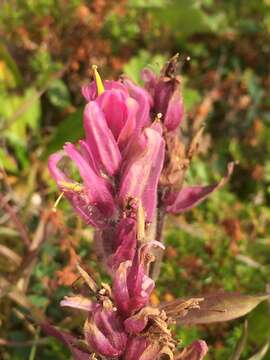 Image of elegant Indian paintbrush