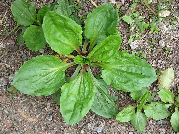 Image of blackseed plantain