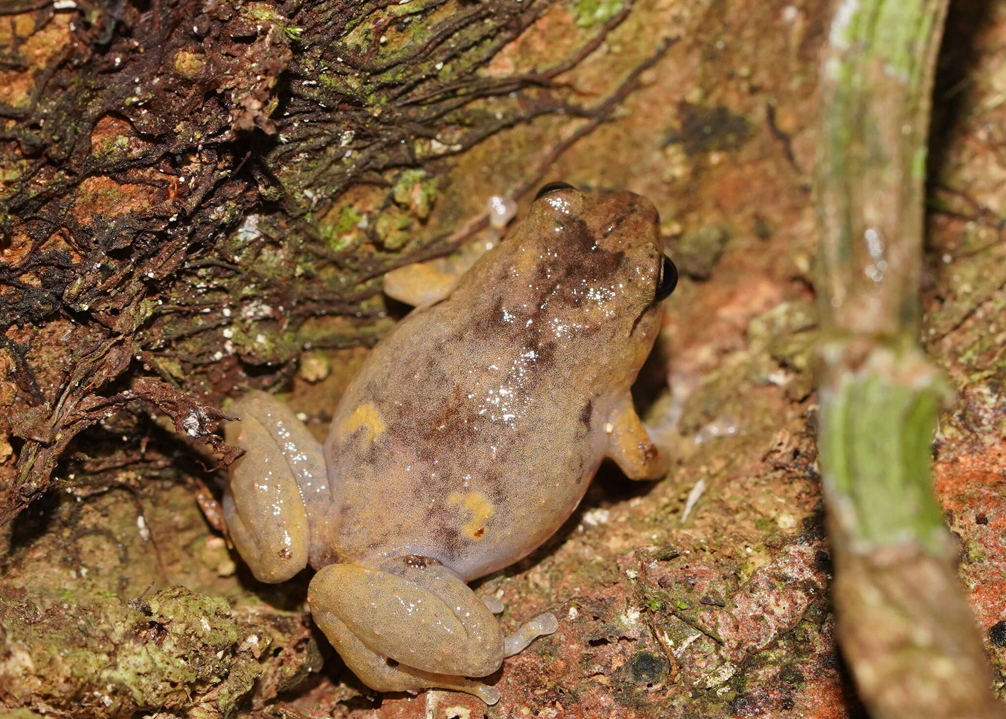 Image of Ornate Frog
