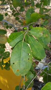 Image of Foetidia retusa Blume