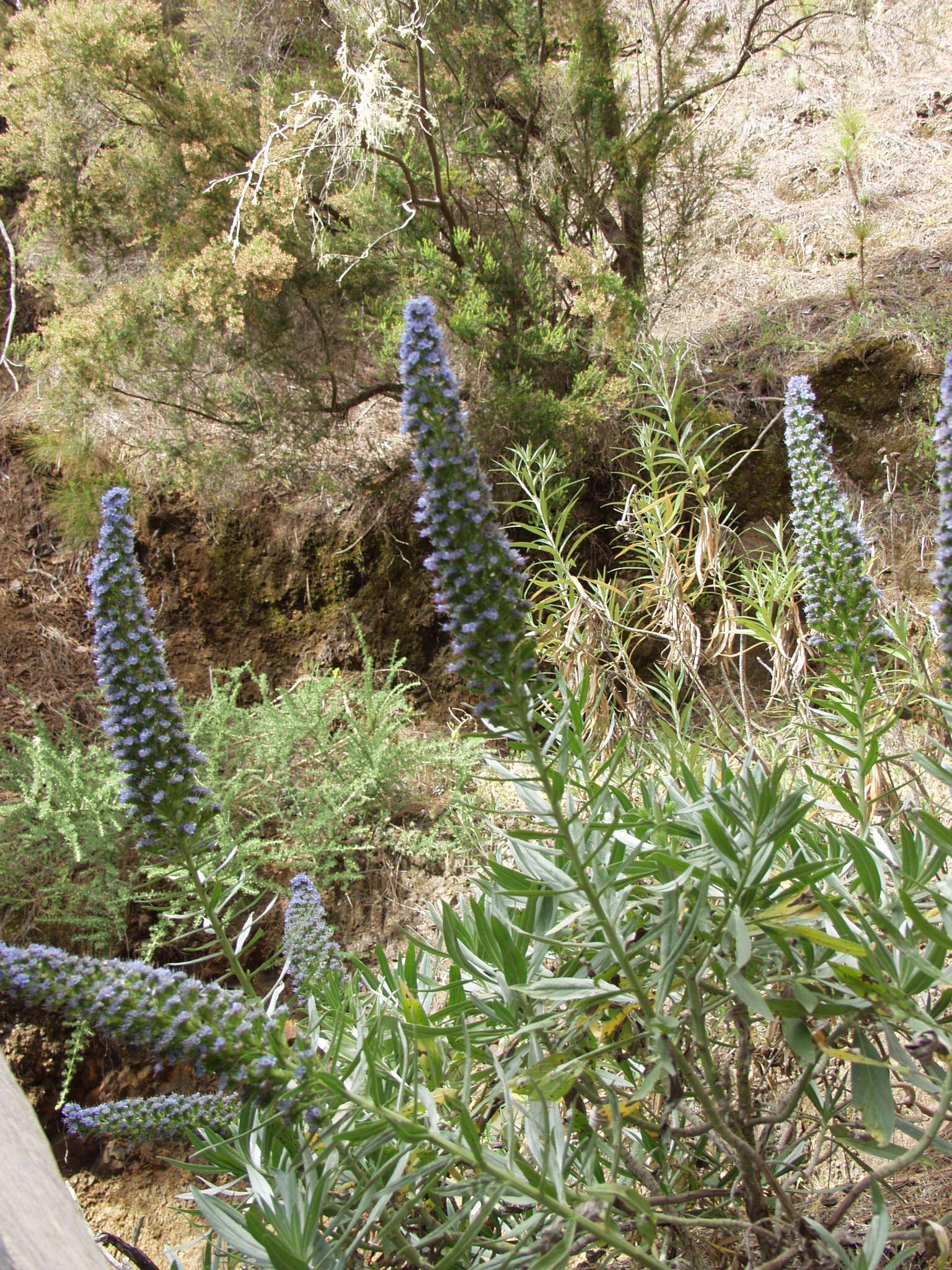 Echium webbii Coincy的圖片